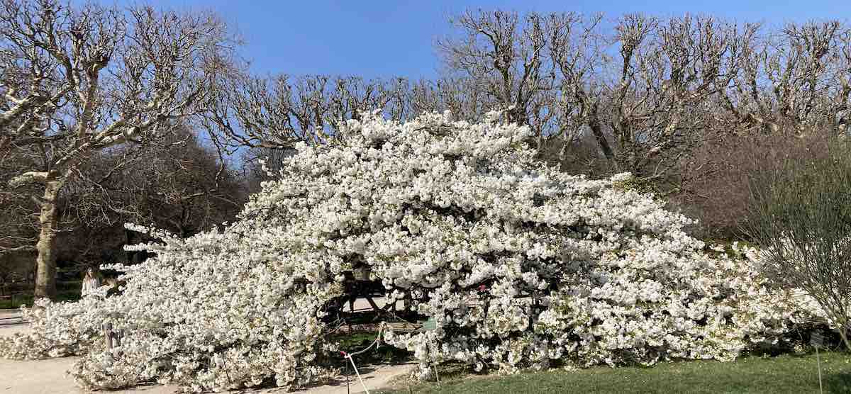 Henry_Bauchau_prunus-blan | Aliette Armel