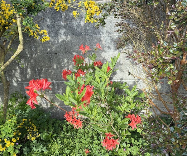 Azalee-jardins|Aliette Armel